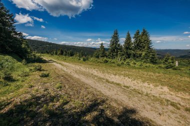Dağın yamacında ağaçlar olan bir patika.