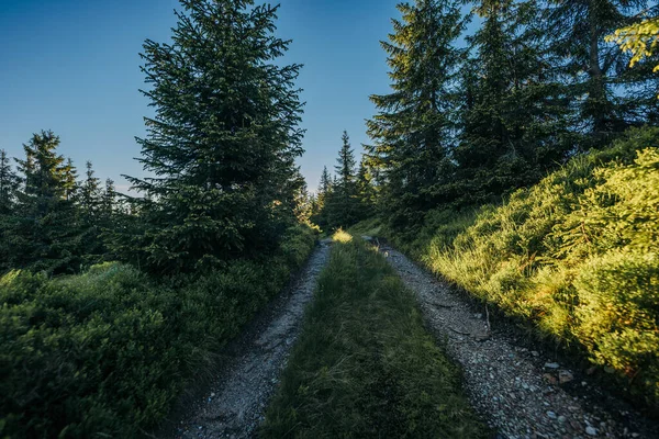 Ein Zug fährt in der Nähe eines Waldes über Bahngleise — Stockfoto