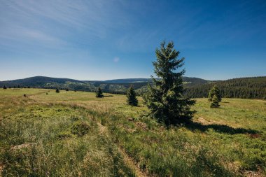 Bir inek yemyeşil bir alanda otluyor.
