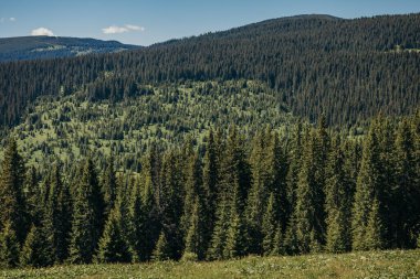 Arka planda dağ olan bir ağacın yanında duran bir adam.