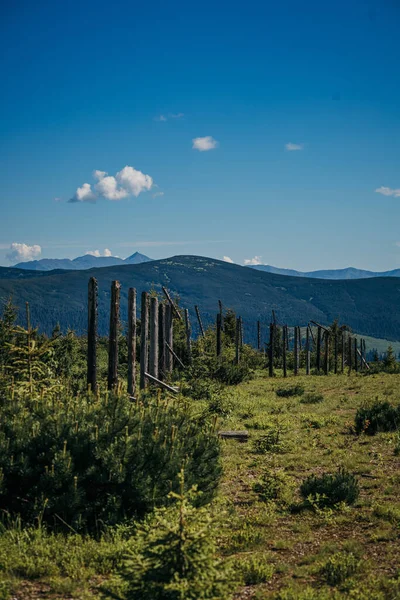 Een boom met een berg op de achtergrond — Stockfoto