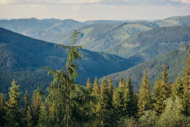 Arkasında dağ olan bir ağaç.