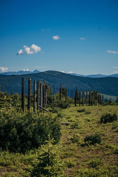 Uma árvore com uma montanha no fundo — Fotografia de Stock