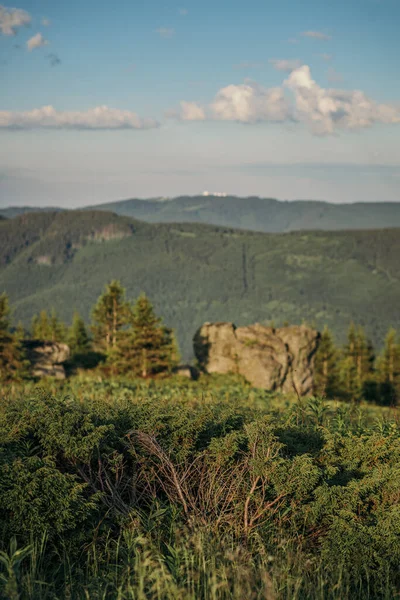 Een boom met een berg op de achtergrond — Stockfoto