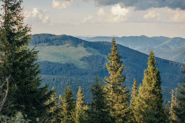 Arkasında dağ olan bir ağaç.