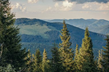 Arkasında dağ olan bir ağaç.