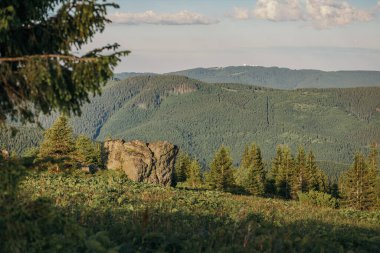 Bir koyun sürüsü yemyeşil bir tarlada duruyor.