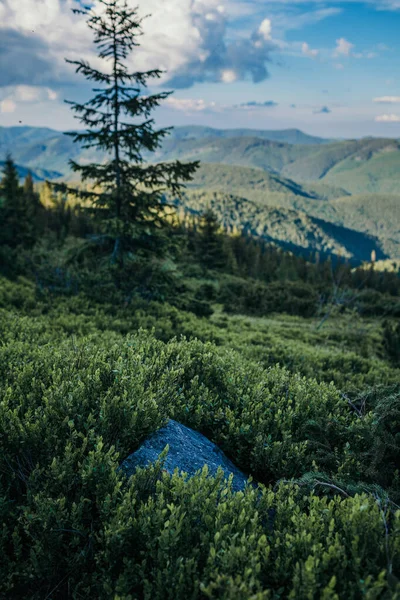 Uma árvore com uma montanha no fundo — Fotografia de Stock