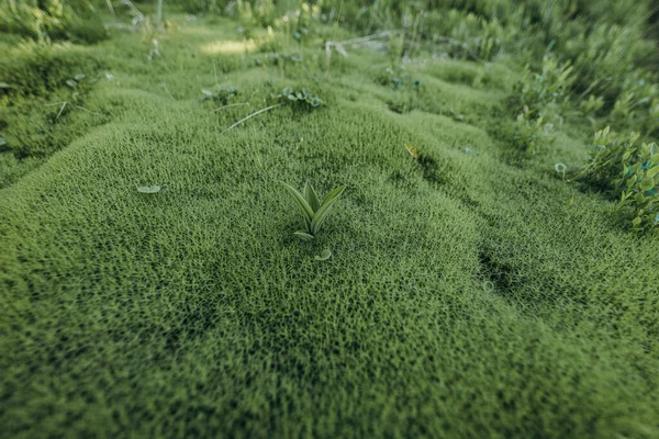 Um close de um campo verde — Fotografia de Stock