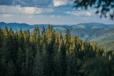Arkasında dağ olan bir ağaç.