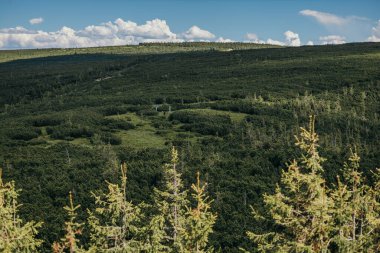 Arkasında dağ olan bir ağaç.