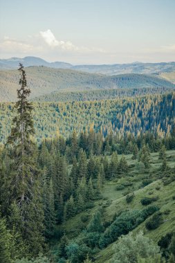 Arkasında dağ olan bir ağaç.