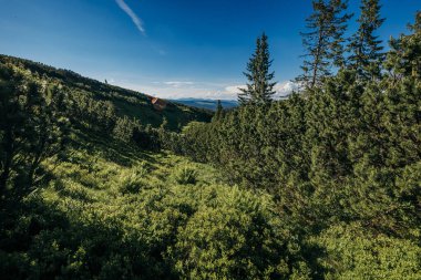 Ormanda büyük bir ağaç