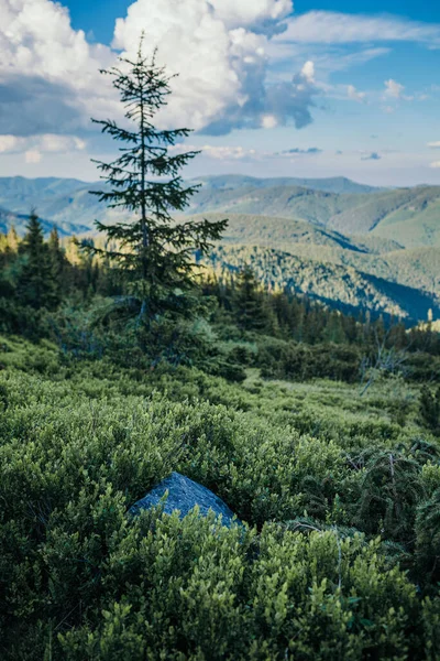 Uma árvore com uma montanha no fundo — Fotografia de Stock