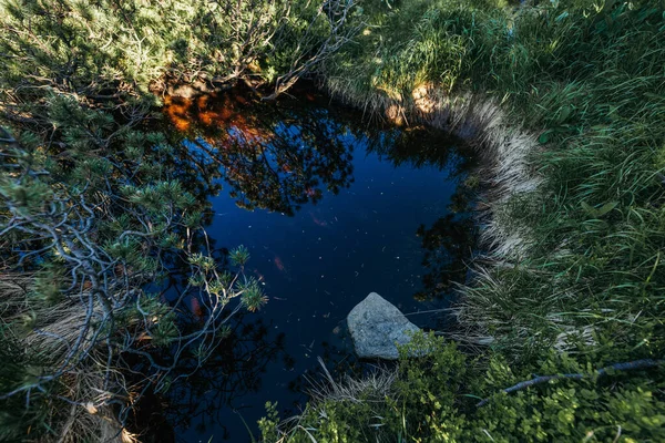 Uma árvore em uma floresta — Fotografia de Stock