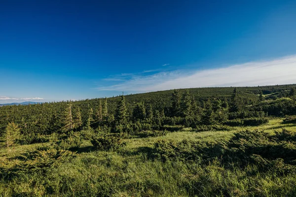 Een groot groen veld met bomen op de achtergrond — Stockfoto