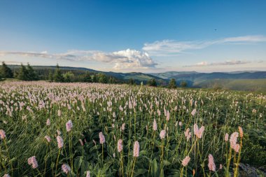 Arka planda dağ olan bir tarlada duran bir grup insan.