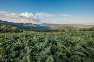 Dağın tepesinde duran bir koyun sürüsü