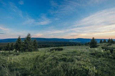Çimenlerle kaplı bir tarlanın tepesinde duran bir grup adam.
