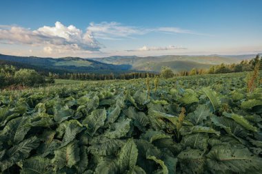 Dağın tepesinde duran bir koyun sürüsü