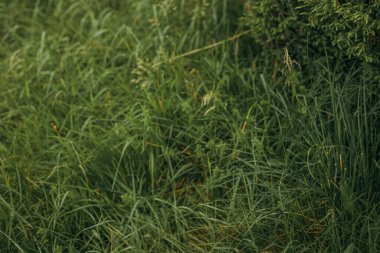 Yeşil bir alana yakın çekim