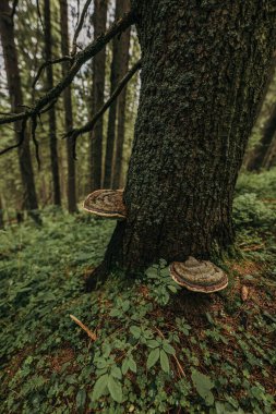 Bir ağacın yakın çekimi.