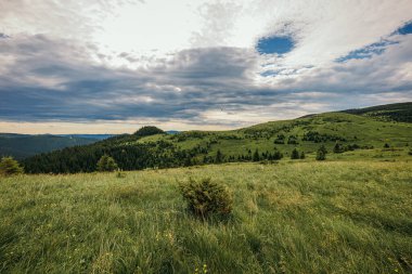 Bir koyun sürüsü yemyeşil bir tarlada duruyor.