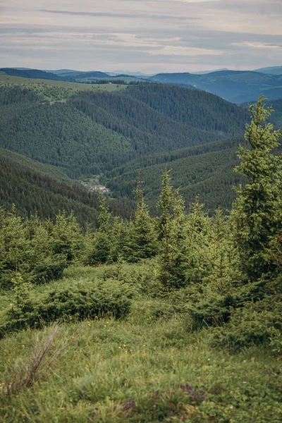 Een boom met een berg op de achtergrond — Stockfoto