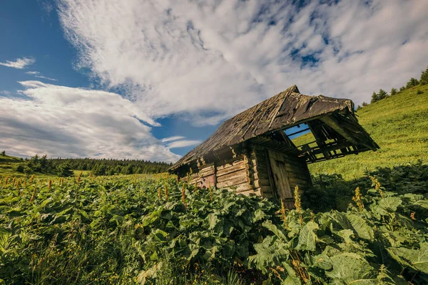 Eine große grüne Wiese mit Bäumen im Hintergrund — Stockfoto