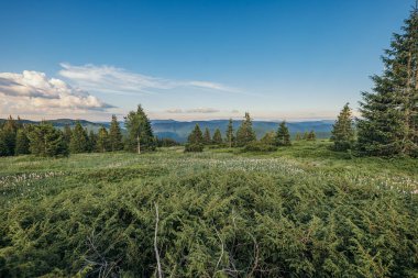Bir hayvan sürüsü yemyeşil bir ormanda otluyor.