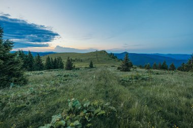 Yeşilliklerle dolu bir araziye yakın çekim