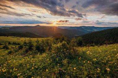Arka planda dağ olan bir grup adam tarlada.