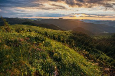 Arka planda dağ olan bir grup adam tarlada.