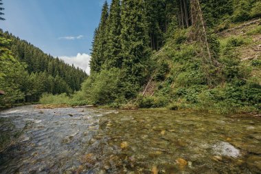 Bir ormanın yanındaki yamacın yakınına.