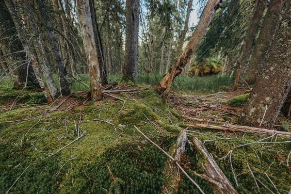 숲 속 의나무 — 스톡 사진