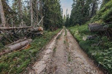 Ormanlık alanda toprak bir patika.