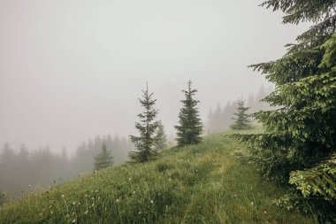 Bir ağacın yanındaki yamaçta yakın plan.