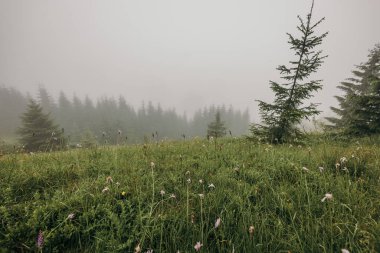 Bir kuş sürüsü otların üzerinde duruyor.