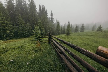 Ormanın yakınındaki tren raylarından geçen bir tren.