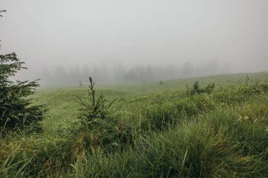 Yeşillik bir arazide bir tren