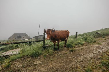 Kirli bir tarlanın tepesinde duran kahverengi bir inek