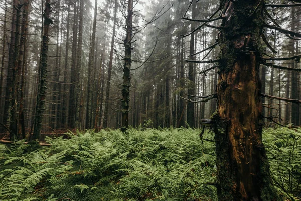 Un albero in una foresta — Foto Stock