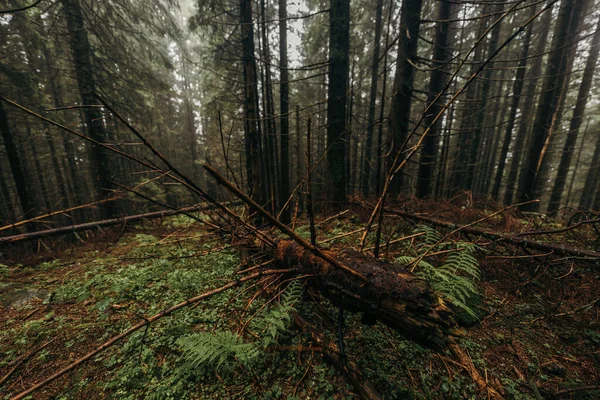 Ormanda bir ağaç — Stok fotoğraf