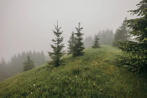 Nahaufnahme eines Hangs neben einem Baum — Stockfoto