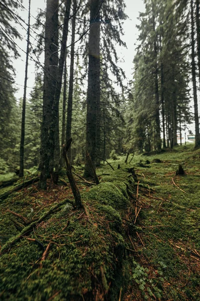 Een boom in een bos — Stockfoto