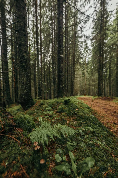 Uma árvore em uma floresta — Fotografia de Stock