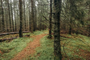 Bereketli yeşil bir ormanın yakınına.