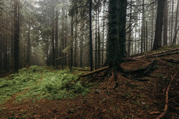 Drzewo w lesie — Zdjęcie stockowe