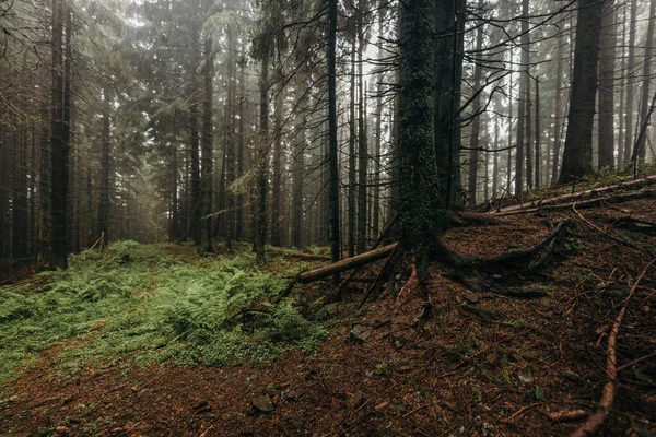 Un albero in una foresta — Foto Stock