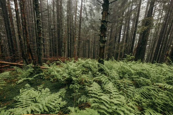 Sebuah pohon di hutan — Stok Foto